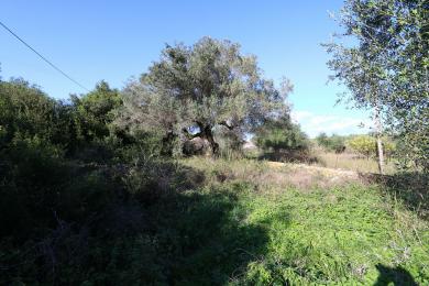 Terreno Vendita - ANTIPATA, COMUNE DI ERISSOS - NORD