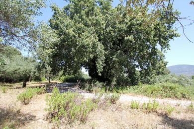 Land Sale - SPARTIA, MUNICIPALITY OF LIVATHOS - SOUTH