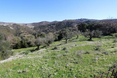 Terreno Vendita - ANNINATA, COMUNE DI ELIOS PRONNOI - SUDEST