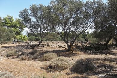 Agricultural Land Plot Sale - METAXATA, MUNICIPALITY OF LIVATHOS - SOUTH