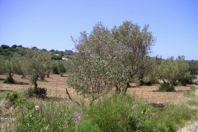 Terreno Vendita - VALERIANOS, COMUNE DI ELIOS PRONNOI - SUDEST