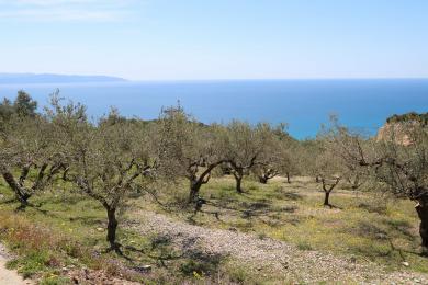 Agricultural Land Plot Sale - VLACHATA, MUNICIPALITY OF LIVATHOS - SOUTH