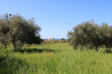 Land Sale - VLACHATA, MUNICIPALITY OF LIVATHOS - SOUTH