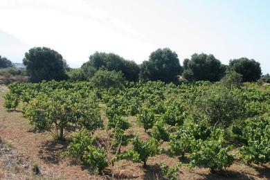 Agricultural Land Plot Sale - KARAVADOS, MUNICIPALITY OF LIVATHOS - SOUTH