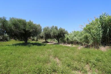 Agricultural Land Plot Sale - AGIOS DIMITRIOS, MUNICIPALITY OF PALIKI - WEST