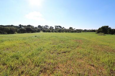 Agricultural Land Plot Sale - METAXATA, MUNICIPALITY OF LIVATHOS - SOUTH