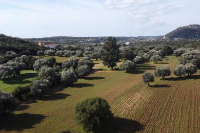 Agricultural Land Plot Sale - PERATATA, MUNICIPALITY OF LIVATHOS - SOUTH