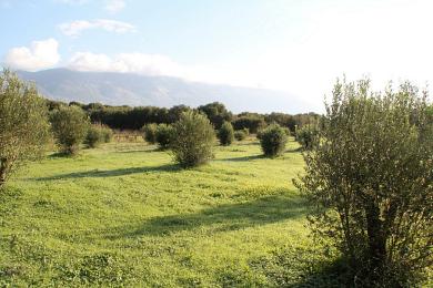 Agricultural Land Plot Sale - KERAMIES, MUNICIPALITY OF LIVATHOS - SOUTH