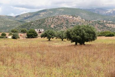 Agricultural Land Plot Sale - METAXATA, MUNICIPALITY OF LIVATHOS - SOUTH