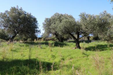 Agricultural Land Plot Sale - TRAPEZAKI, MUNICIPALITY OF LIVATHOS - SOUTH