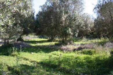 Land Sale - LAKITHRA, MUNICIPALITY OF LIVATHOS - SOUTH