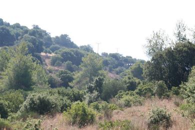 Agricultural Land Plot Sale - KOUNTOURATA, MUNICIPALITY OF LIVATHOS - SOUTH