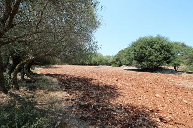 Agricultural Land Plot Sale - KARAVADOS, MUNICIPALITY OF LIVATHOS - SOUTH