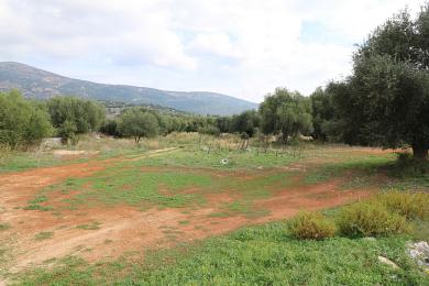 Agricultural Land Plot Sale - PROKOPATA, MUNICIPALITY OF ARGOSTOLI - SOUT