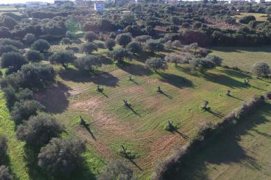 Agricultural Land Plot Sale - METAXATA, MUNICIPALITY OF LIVATHOS - SOUTH